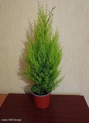 Кипарис golds wilma