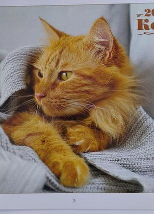 Календар коти