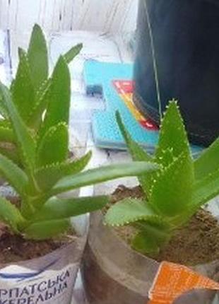 Саджанці квітів столітник (aloe arborescens)
