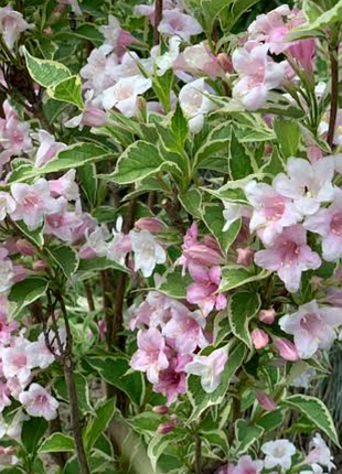 Саджанці квітучих і листяних вейгела квітуча nana variegata