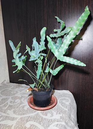 Флебодіум золотистий блю стар (phlebodium aureum 'blue star')