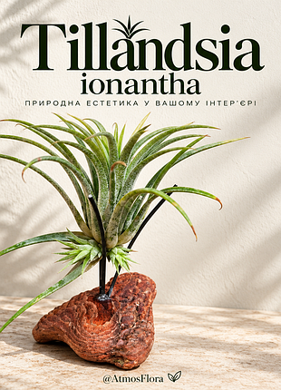 Тиландсия фиалковветочная (𝙩𝙞𝙡𝙡𝙖𝙣𝙙𝙨𝙞𝙖 𝙞𝙤𝙣𝙖𝙣𝙩𝙝𝙖)