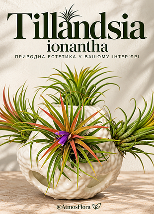 Тіландсія фіалкоквіткова (𝙩𝙞𝙡𝙡𝙖𝙣𝙙𝙨𝙞𝙖 𝙞𝙤𝙣𝙖𝙣𝙩𝙝𝙖)