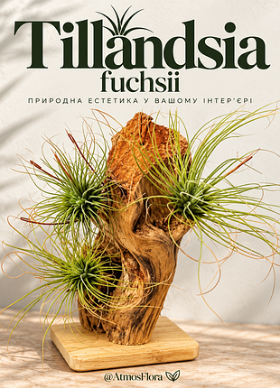 Тілландсія фуксія (𝙩𝙞𝙡𝙡𝙖𝙣𝙙𝙨𝙞𝙖 𝙛𝙪𝙘𝙝𝙨𝙞𝙞)