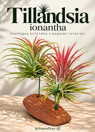 Композиция из двух растений tillandsia ionantha
воздушные цветы. горшок не нужен