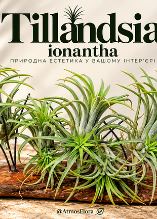 Тиландсия фиалковиточная tillandsia ionantha