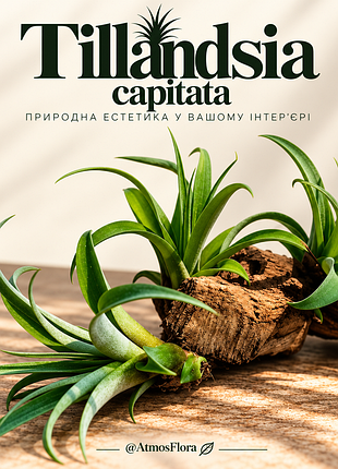 Тилландсия капитата (tillandsia capitata)
