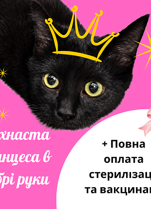 М. Ровный черный котенок девочка в теплый дом и ответственную семью