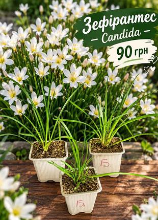 Зефірантес білий candida