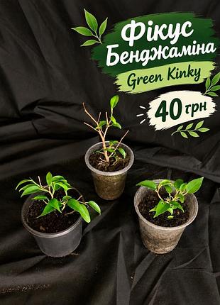 Фікус бенджаміна green kinky