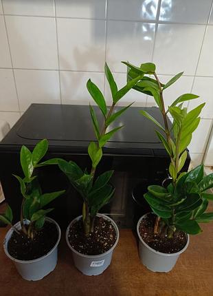 Кімнатна рослина заміокулькас (zamioculcas) 150, 180, 220 мм