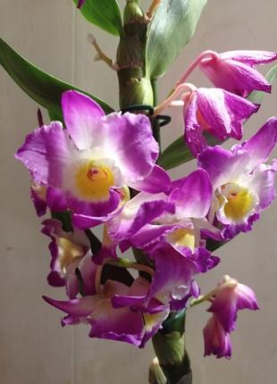 Орхідея dendrobium nobile