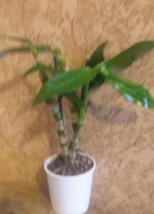 Орхідея dendrobium nobile 2