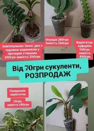 Розпродаж від 70грн сукуленти, заміокулькас зензі, молочай, еуфорбія, паперомія, опунція