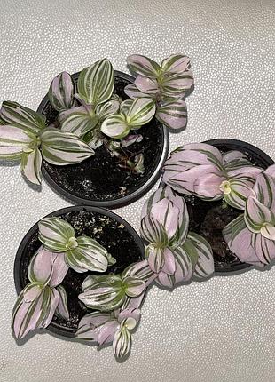 Традесканция нанук (tradescantia albiflora 'nanouk) - популярное комнатное растение вазон традесканція
