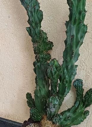 Кактус цереус перуанский монстрозный (cereus repandus monstruosus