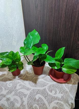 Эпипремнум (epipremnum pinnaturr golden pothos)