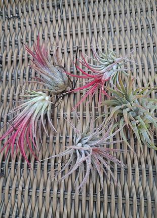 Тіландсія атмосферна іоанта (tillandsia ionantha)