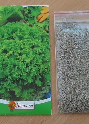 Семена салата латук.