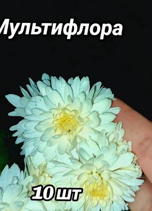 Набір мультифлора на маточники