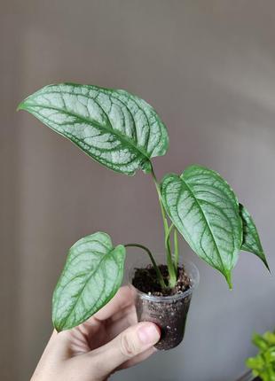 Монстера сольтепекана _ monstera siltepecana