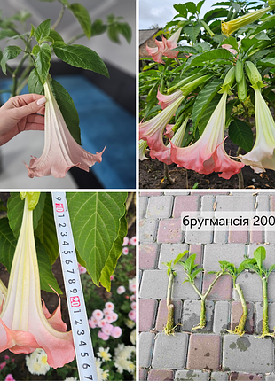 Бругмансия розовая ароматная brugmansia suaveolens трубы ангела черенки с корнями