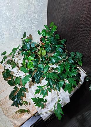 Цисус ромболистий (cissus alata ellen danica)