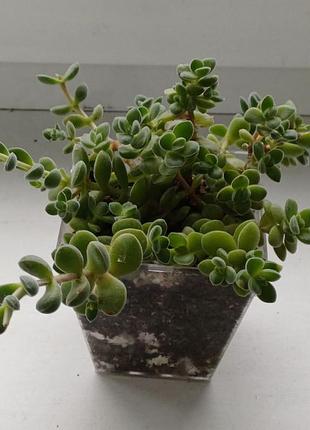 Сукулент фарбула ланугінозу crassula lanuginosa