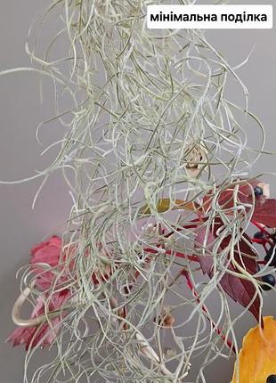 Кімнатна рослина tillandsia usneoides (іспанський мох)