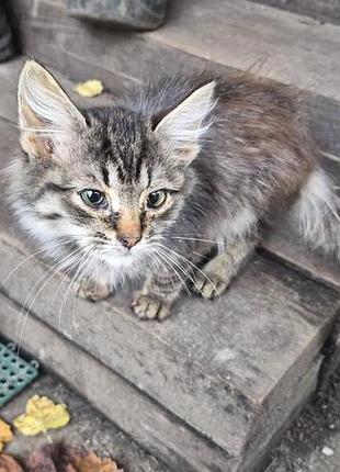 Бездомный котик