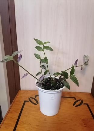 Традесканція fluminensis lavender