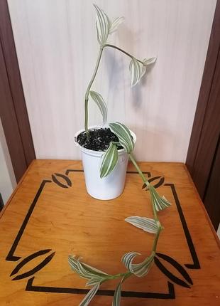 Традесканция альбифлора albovitata