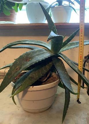 Кімнатна рослина алое вера (aloe vera) доросла