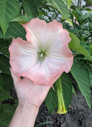 Бругмансія ароматна brugmansia suaveolens молода рослина