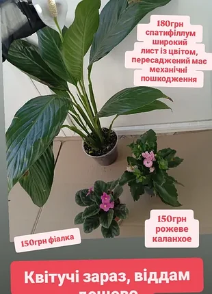 От 150грн цветущие в ассортименте, цены разные, фиалка розовая, каланхоэ розовое, антуриум шоколад, и красный, спеллум широкий лист