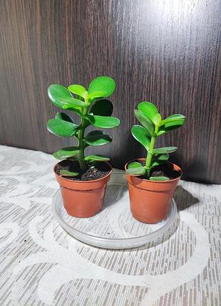 Крассула овата (crassula ovata)