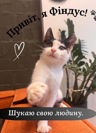 Кошеня шукає дім. котенок