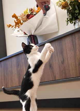 Кошеня шукає дім. котенок 2