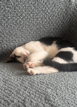 Кошеня шукає дім. котенок 4