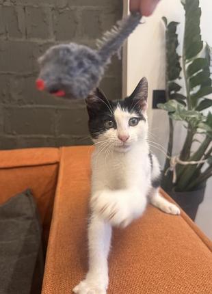 Кошеня шукає дім. котенок 5
