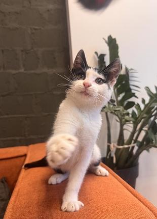 Кошеня шукає дім. котенок 6