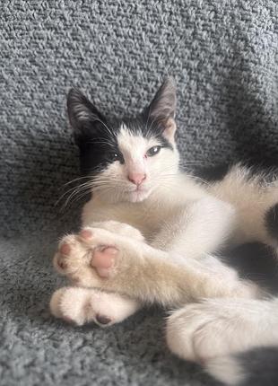 Кошеня шукає дім. котенок 3