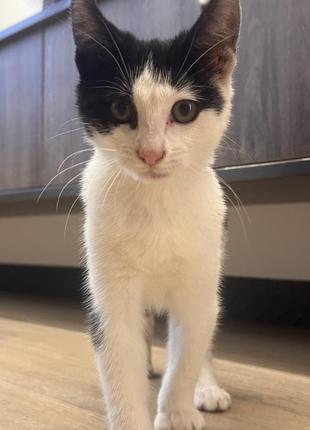 Кошеня шукає дім. котенок 8