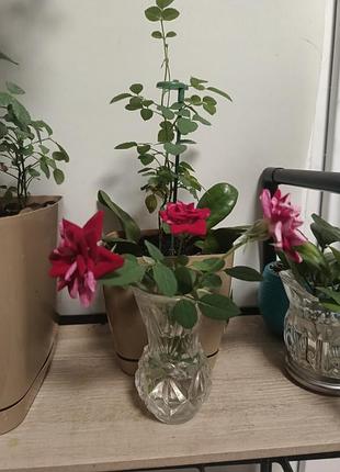 Роза +4 замиакулькуса (горщик 10*8)