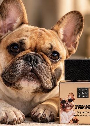 Засоби для гігієни rituals smell like a pup-star туалетна вода для собак 50 мл