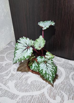 Бегонія рекс (begonia rex red gem)