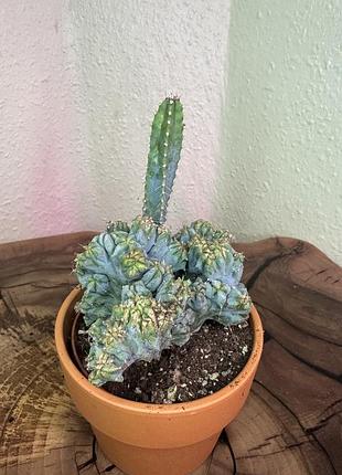 Кактус міртіллокактус геометрізанс (myrtillocactus geometrizans) у керамічному горщику 12 см