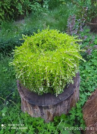 Саджанці очитку лозовидного (sedum sarmentosum)