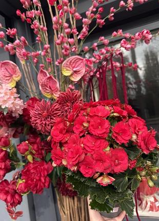 Бегонія🌸🌸🌸