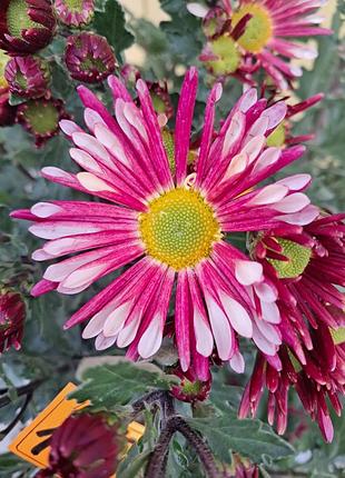 Хризантема sollinea loki pink